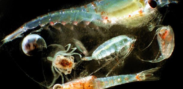 Zooplankton w Arktyce