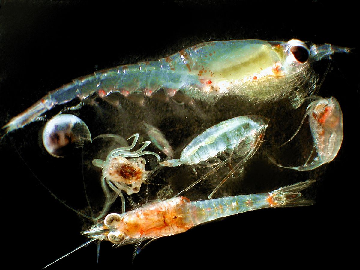 Zooplankton in the Arctic