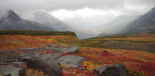 Arctic soils and nutrient cycle