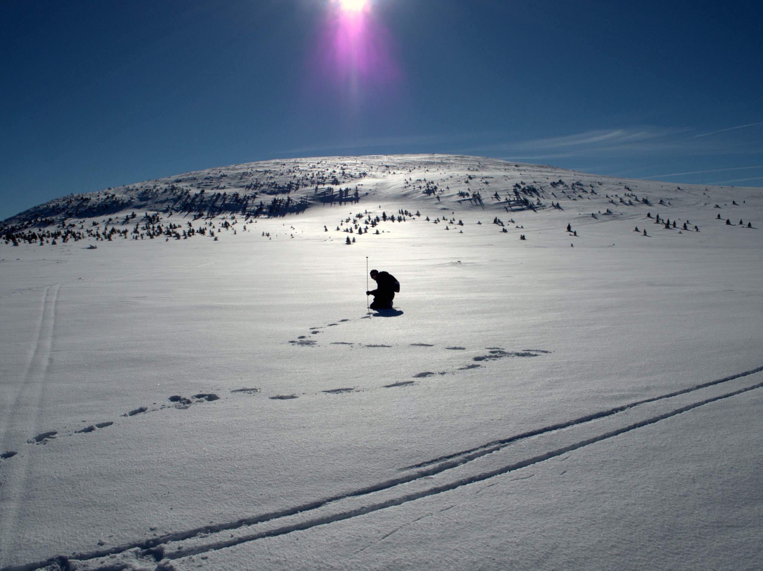 Snow in the Arctic ecosystem